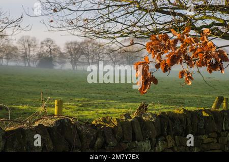 Autunno foglie di quercia appeso su un muro di dryston a Lea, Derbyshire, Inghilterra Foto Stock