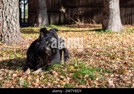 Ritratto di grande cane nero shaggy sullo sfondo di foglie gialle asciutte cadute in giorno di sole Foto Stock