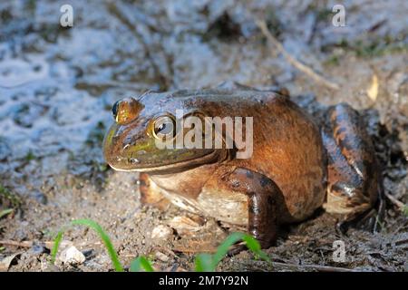 Rana corpina americana con testa larga, corpi stout, e lunghe gambe posteriori con piedi posteriori completamente-tessiti nel fango. Foto Stock