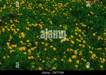 Campo di Coreopsis lanceolata fiori gialli nel giardino. Foto Stock