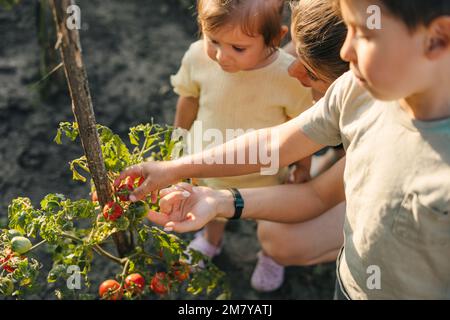 Madre single che raccoglie verdure fresche mostrando ai suoi figli alcuni prodotti freschi in una cassa di verdure. Famiglia auto-sostenibile che riunisce verdure verdi. Foto Stock