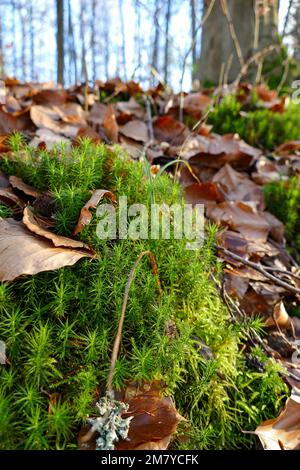Una roccia ricoperta di muschio nel mezzo di una foresta con foglie Foto Stock