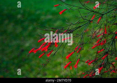 Primo piano di una bella pianta di russelia equestiformis Foto Stock