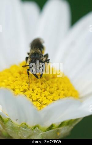 Primo piano verticale naturale di una piccola femmina di grande testa di resina corazzata, Heriades Truncorum nel giardino su un fiore bianco giallo daisy Foto Stock