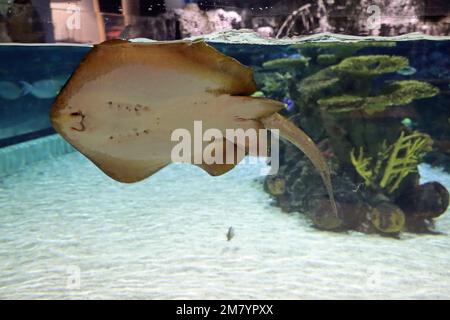 I residenti dell'acquarium del profondo, in Hull, Yorkshire Foto Stock