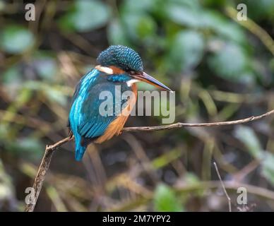 Questo uccello delle dimensioni di un passero ha il tipico profilo kingfisher dalla coda corta e dalla testa grande; ha parti superiori blu, parti inferiori arancioni e una lunga banconota. È f Foto Stock