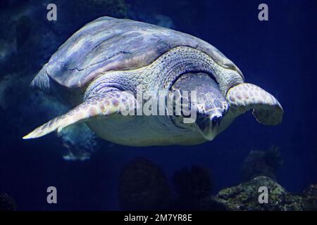 I residenti dell'acquarium del profondo, in Hull, Yorkshire Foto Stock