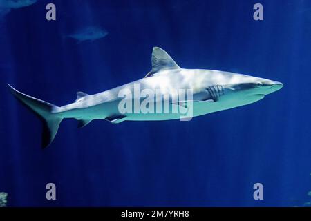 I residenti dell'acquarium del profondo, in Hull, Yorkshire Foto Stock