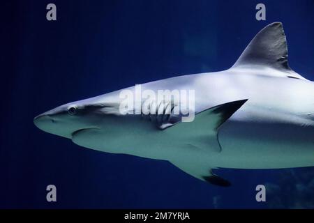 I residenti dell'acquarium del profondo, in Hull, Yorkshire Foto Stock