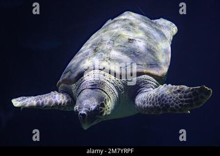 I residenti dell'acquarium del profondo, in Hull, Yorkshire Foto Stock