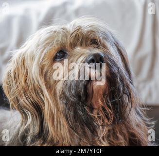 Ritratto di un cane terrier tibetano maschio Foto Stock