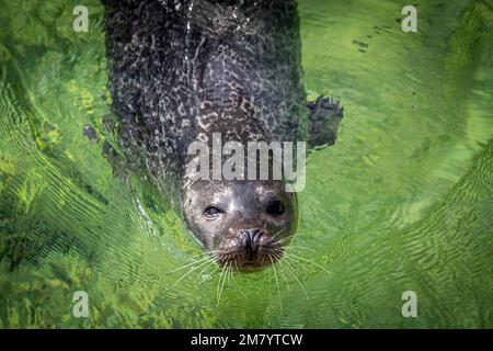 L'Acquario del sigillo e del New Brunswick MARINE CENTER, SHIPPAGAN, New Brunswick, Canada, AMERICA DEL NORD Foto Stock