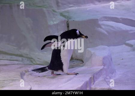 I residenti dell'acquarium del profondo, in Hull, Yorkshire Foto Stock