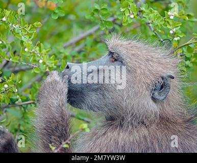 Babbuino di Chacma Foto Stock