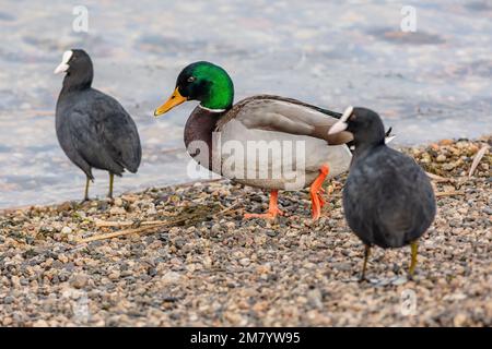 Un'anatra mallard maschio, un uccello d'acqua colorato, in piedi su una spiaggia di lago con ciottoli tra due cuochi eurasiatici neri. Acqua blu sullo sfondo. Foto Stock