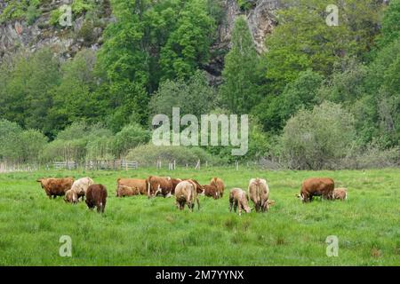 Vista ad angolo alto delle mucche che che pascolano su campo erboso Foto Stock