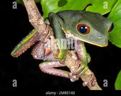 Tarsier Monkey Frog (Phyllomedusa tarsius) nella foresta pluviale tropicale, provincia di Orellana, Ecuador Foto Stock