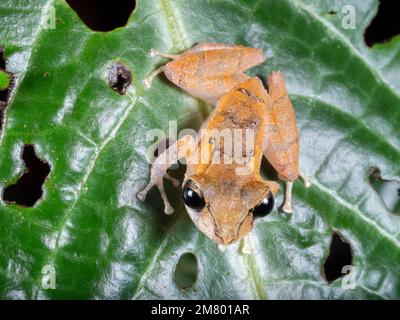 Kichwa Rain Frog (Pristimantis kichwarum), nella foresta pluviale di notte, Ecuador Foto Stock
