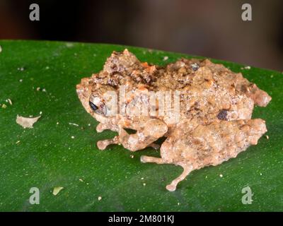 Arance-groined Rain Frog (Pristimantis croceoinguinis), nella foresta pluviale di notte, Ecuador Foto Stock