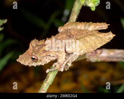 Treefrog snouted con bordo frangia (Scinax garbei). Su un ramo nella foresta pluviale di notte, Ecuador. Foto Stock