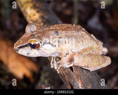 Malkin's Rain Frog (Pristimantis malkini) sul pavimento della foresta pluviale, provincia di Orellana, Ecuador Foto Stock