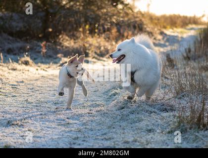 Cucciolo samoyed che gioca nella neve Foto Stock
