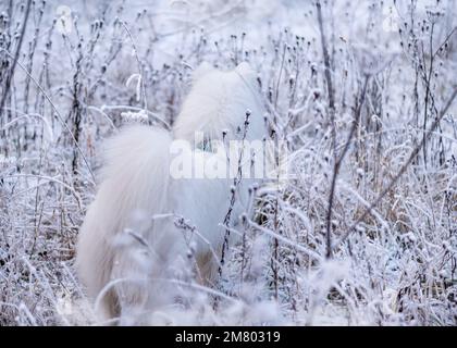 Cucciolo samoyed nella neve Foto Stock