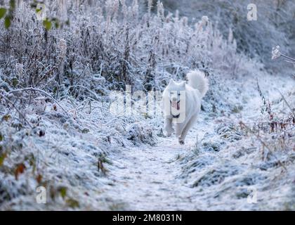 Cucciolo samoyed nella neve Foto Stock