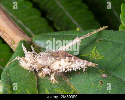 Cricket morto infettato da un fungo Cordyceps nella foresta pluviale sottostoria, provincia di Orellana, Ecuador Foto Stock