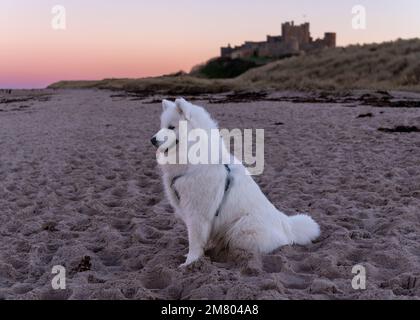 Cucciolo di Samoyed sulla spiaggia di Bamburgh al tramonto, Regno Unito Foto Stock