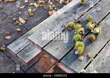 Castagne dolci cadute su una panchina del parco vicino a Redcar, North Yorkshire, Regno Unito. 02/11/20 Foto Stock