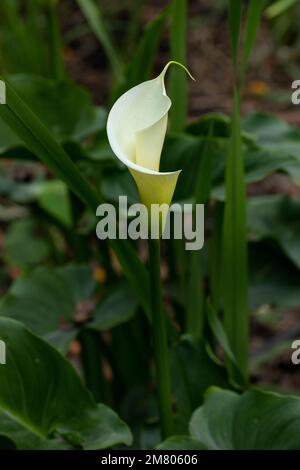 Foto verticale di un giglio Calla o fiore di gannet nel campo con il suo gambo lungo e spazio per il testo Foto Stock