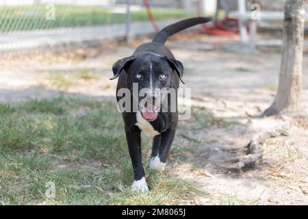 Cane al riparo di animali fuori in attesa di adozione Foto Stock