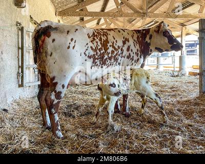 NORMANDIA MUCCA CON IL SUO VITELLO NEONATO NELLA STALLA DEL CONTADINO, SAINT-LO, MANICA, NORMANDIA, FRANCIA Foto Stock