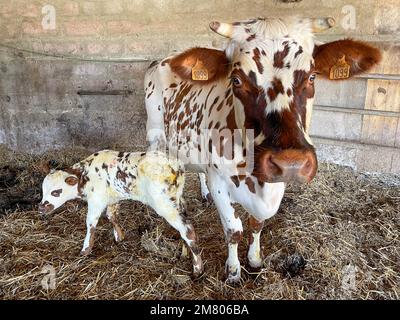 NORMANDIA MUCCA CON IL SUO VITELLO NEONATO NELLA STALLA DEL CONTADINO, SAINT-LO, MANICA, NORMANDIA, FRANCIA Foto Stock