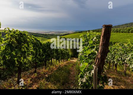 Vigneti di Villany. Questa è una delle famose regioni vinicole dell'Ungheria. Questo incredibile nome di formazione geolgica è la fossa del diavolo. Il nome ungherese è ordoga Foto Stock