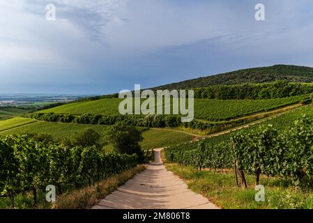 Vigneti di Villany. Questa è una delle famose regioni vinicole dell'Ungheria. Questo incredibile nome di formazione geolgica è la fossa del diavolo. Il nome ungherese è ordoga Foto Stock