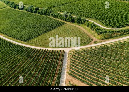 Vigneti di Villany. Questa è una delle famose regioni vinicole dell'Ungheria. Questo incredibile nome di formazione geolgica è la fossa del diavolo. Il nome ungherese è ordoga Foto Stock