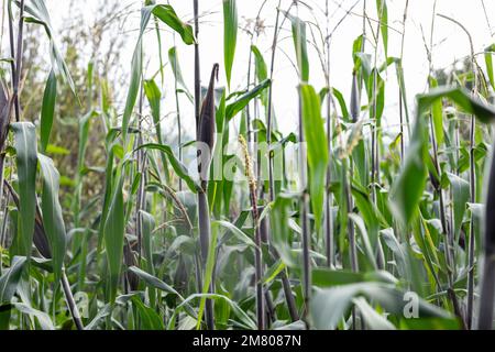 Mais o elote prima di essere cresciuto in un campo o campo in Messico Foto Stock