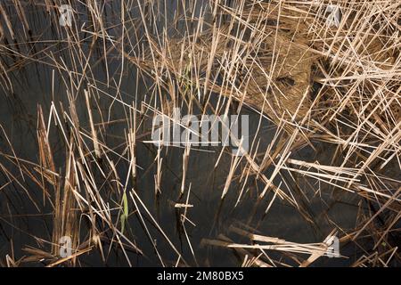 Aiguamolls emporda. Catalogna Foto Stock