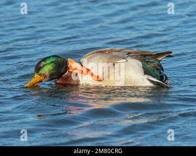 Mallard Anas platyrhyncha drake testa graffiante in inverno Norfolk Foto Stock