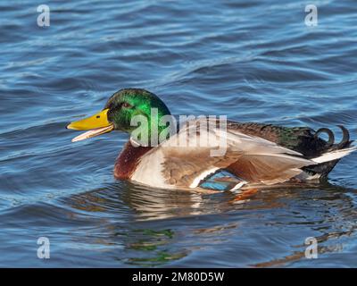 Mallard Anas platyrhyncha drake Quacking in inverno Norfolk Foto Stock