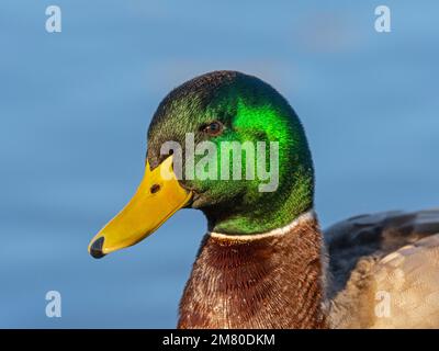 Mallard Anas platyrhyncha drake in inverno Norfolk Foto Stock