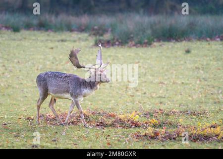 Bell'esemplare di capriolo europeo, Dama dama, noto anche come il comune daino, che si nutre di erba su un vasto prato. Animale selvatico europeo in Foto Stock