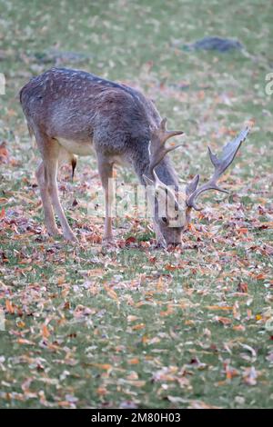 Bellissimo esemplare di capriolo europeo, Dama dama, noto anche come il cervo maggeto comune, che si nutre di erba su un vasto prato. Animale selvatico europeo Foto Stock