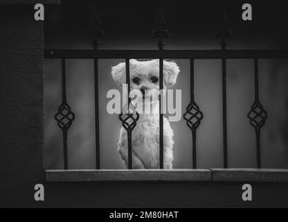 Un colpo in bianco e nero di un simpatico cane maltese che guarda la macchina fotografica dietro le sbarre Foto Stock