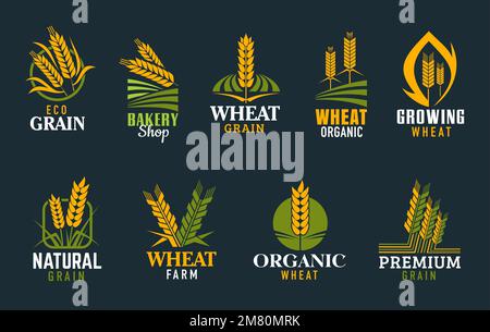 Agricoltura spighe di cereali e punte. Grano, segale, orzo, riso, gambi di miglio. Negozio di prodotti biologici, panetteria e cereali e grano coltivando icone vettoriali o simboli con spighe di grano o segale Illustrazione Vettoriale