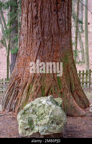 Tronco di gigantesco albero di sequoia. Sequoiadendron giganteum o sequoie Sierran nella foresta. Foto Stock