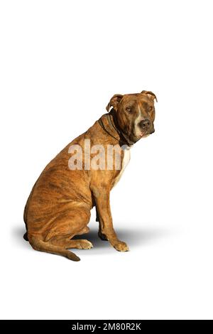 Ritratto di un cane bull Pit su sfondo bianco ha una paralisi facciale su sfondo bianco Foto Stock