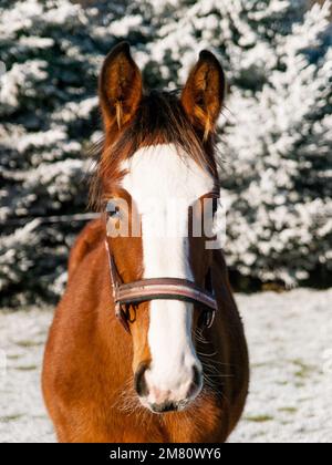 Ritratto di volpe con colletto testa in paddock, inverno con neve. Agricoltura, allevamento di cavalli per lo sport. Foto Stock